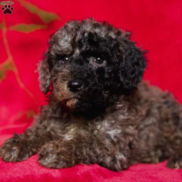 Asher, Miniature Poodle Puppy